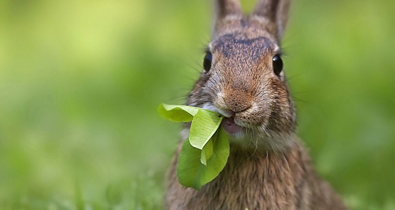 conejo