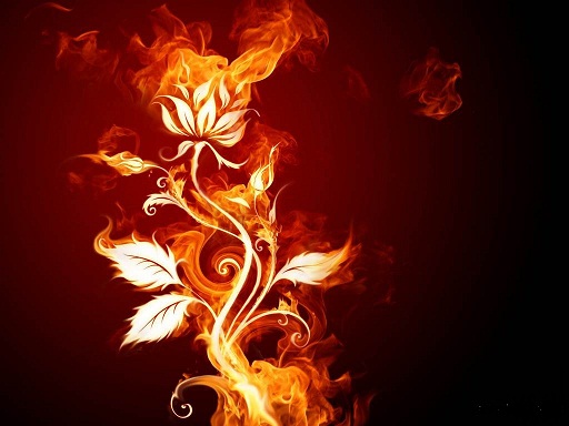 گل و آتش