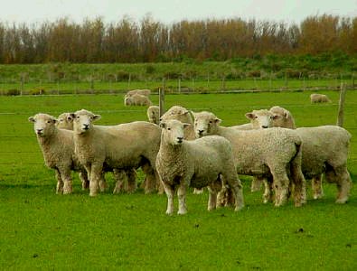 گوسفند و مزرعه