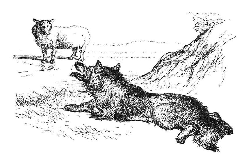 گرگ و گوسفند