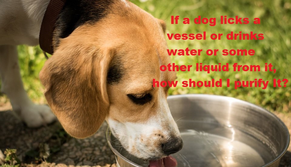 Dog Drinks Water or Licks a Vessel