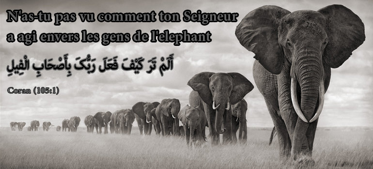 Gens de l’éléphant 