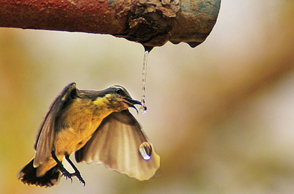 thirsty bird