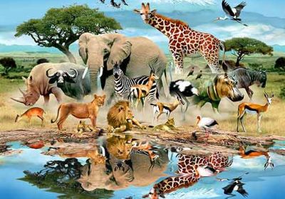 حیوانات چه می گویند؟ حیوانات