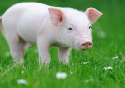 حرام بودن گوشت خوک حرام بودن گوشت خوک