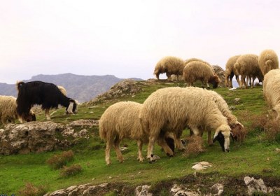 عدل الهی و ذیح حیوان عدل الهی برای حیوانات