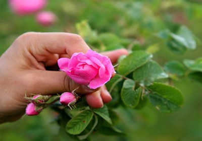 زن زیبا میخواهم گل