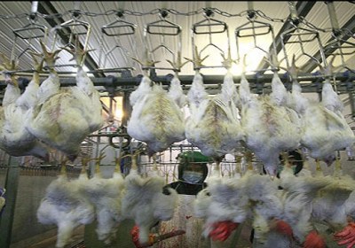شوک برقی و اتصال جریان الکتریکی برای ذبح مرغ و صید ماهی ذبح با شوک