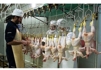 ناظران ذبح چه تأثیری بر قیمت مرغ وارداتی دارند؟ ناظر شرعی