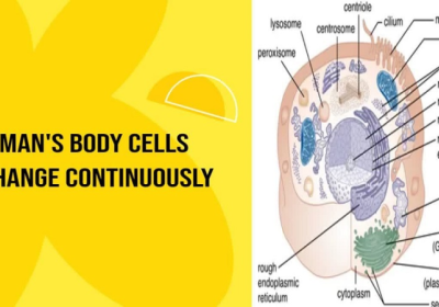 Man’s body cells change continuously from the time of conception until old age
