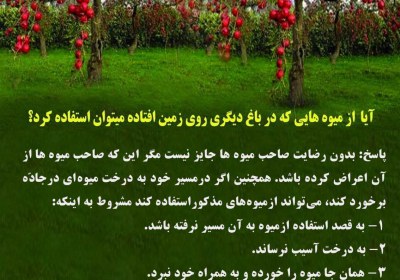 استفاده از میوه ای که روی زمین افتاده حق ماره