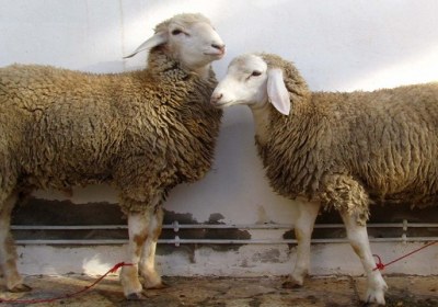 حکم استفاده و فروش بچه در درون حیوان ذبح شده ذبح