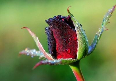 ازدواج دختران کم سنّ غنچه گل