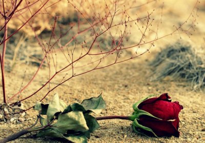 چگونه به همسران در رفع اختلافات شدید کمک کنیم گل