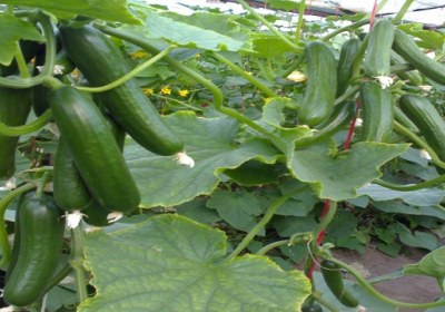 خرید صیفیجات روی بوته و گندم روی ساقه صیفی جات