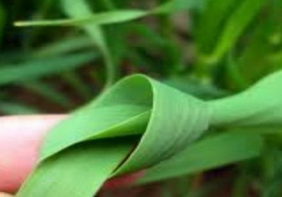 روز طبیعت خرافاتی به نام گره زدن سبزه