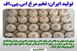  دستیابی ایران به دانش فنی تولید تخم مرغ SPF