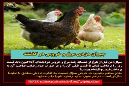 دزدی مرغ