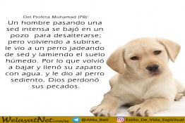 ¿Qué dice Islam sobre Tratar a los animales?